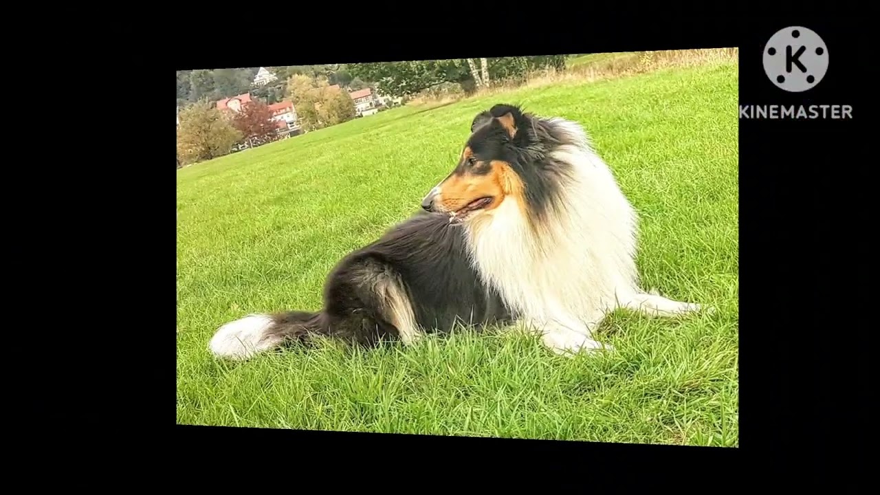 8. Burzeltag American Collie King-Kenny 