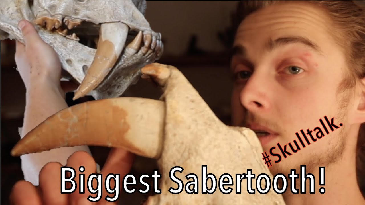 Самый большой саблезубый кот | Amphimchairodus Giganteus | #РазговороЧерепе.