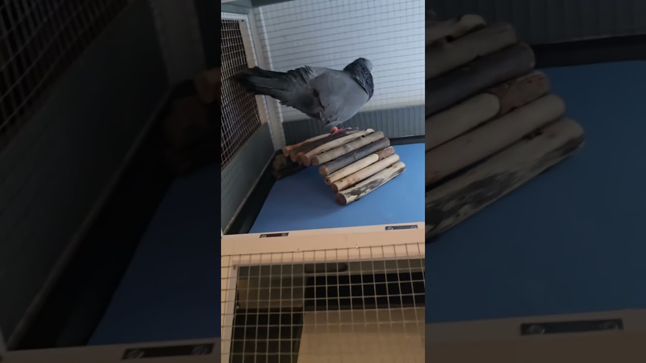 Teil2 neuer Wohnbereich für Bo der Handicap Täuber Bodenbelag noch gemütlicher.   