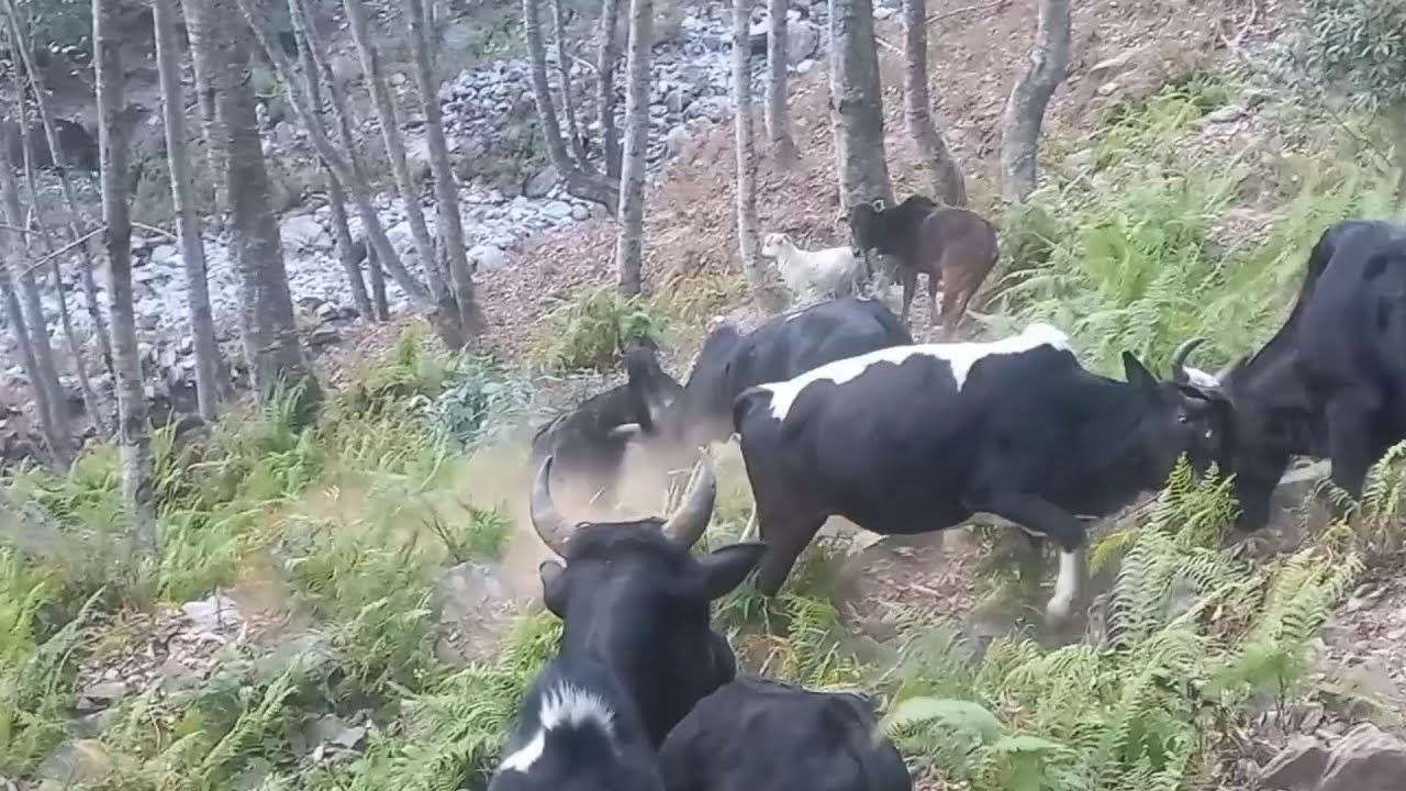 Fight of oxen in the jungle😫||  गाेरुका ग्याङ फा*इट || गाेठालाे जिन्दगी ||