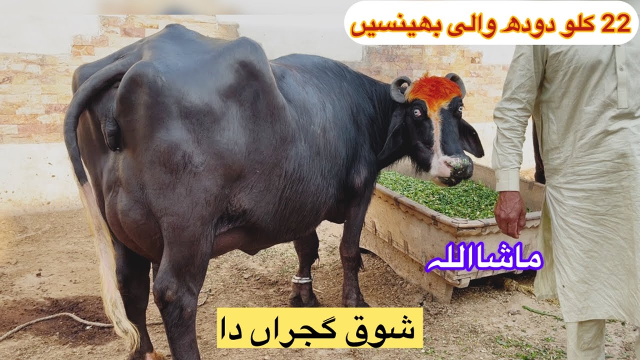 Pure Nili Ravi Buffaloes [ ch. Abas Gujjar Faisalabad ] Buffalo Farming in Punjab Pakistan…..
