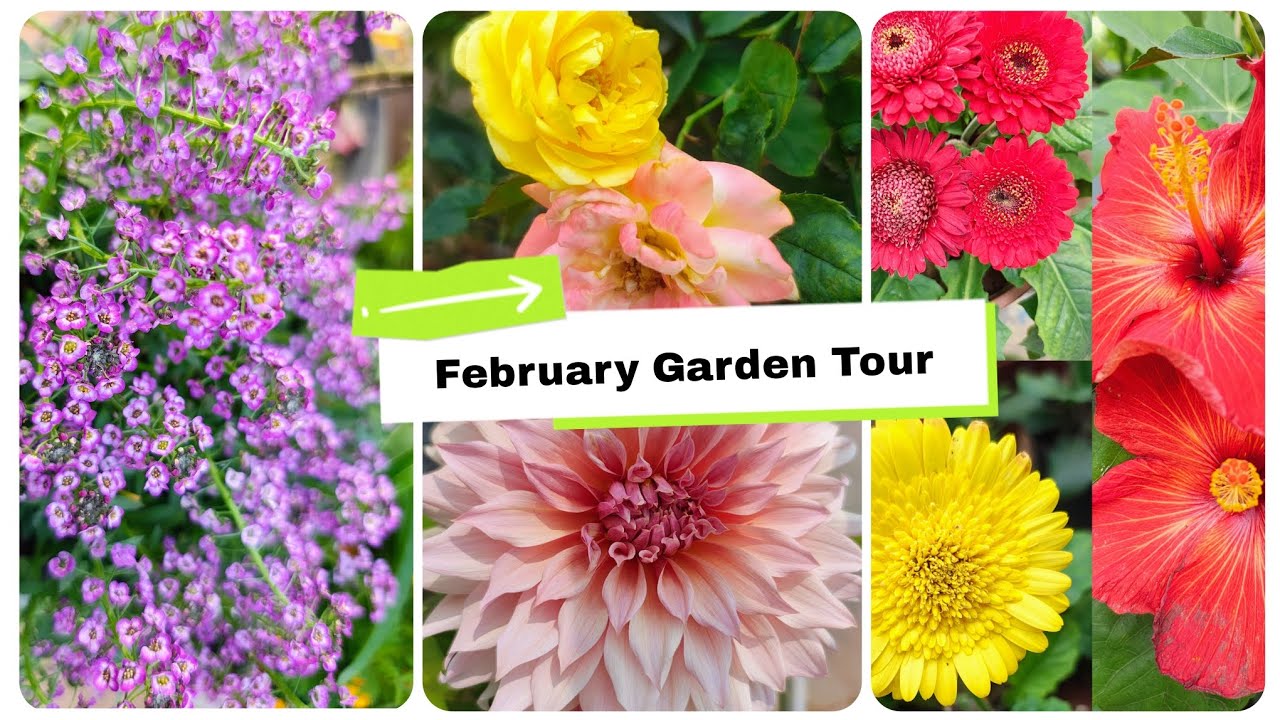 My 🏡 Garden Tour!! Winter plant collection!! February Garden tour