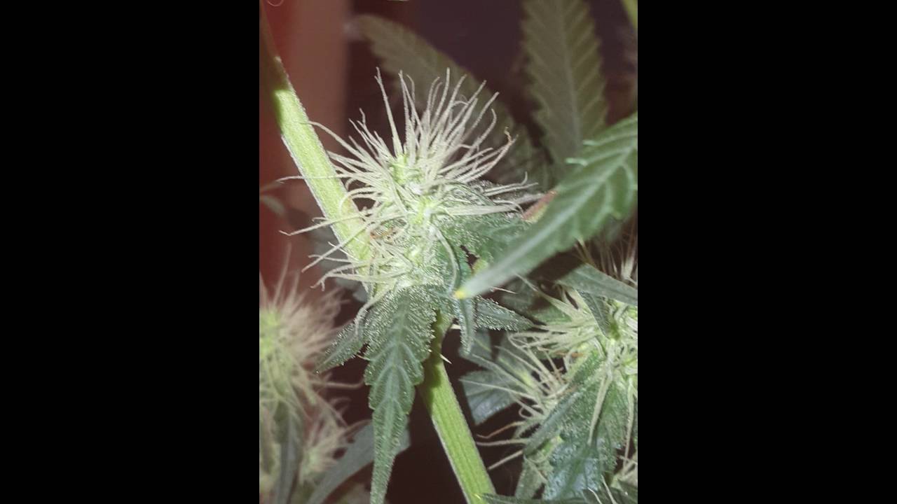 White LSD Autoflower #1 day 50