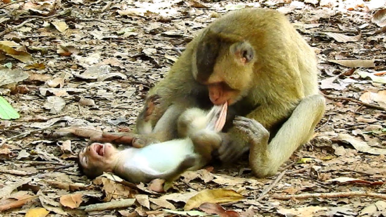Ooh Deed Hurt! Why Banom Bite Gino on that place, Very Sick! So pity Baby Gino!