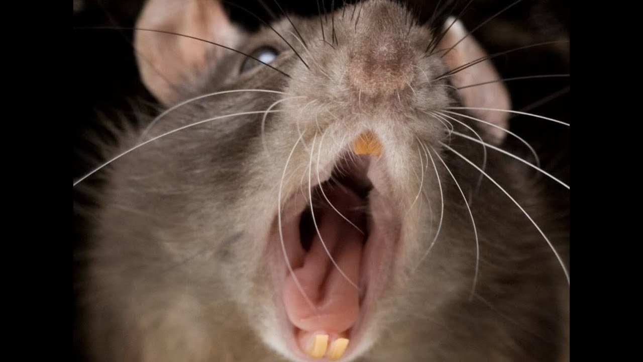 Prophecy Alert: &ldquo;Thousands Of Dead Rats In New Zealand&rdquo; Last Days Plagues