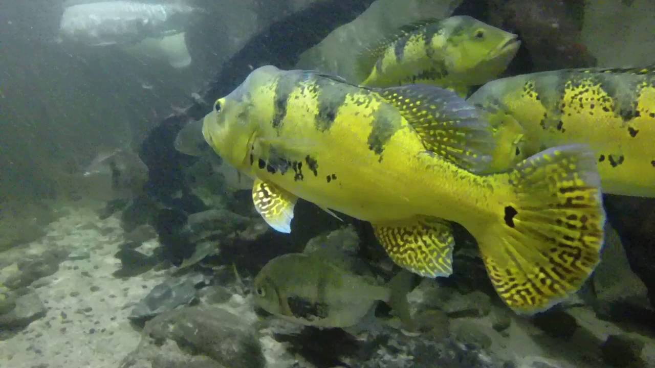 10'000 liters Amazonian Tank : take a deep breath to dive