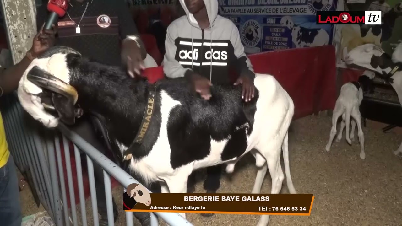 SALADEL 2024 BERG BAYE GALASS 76 646 53 34
