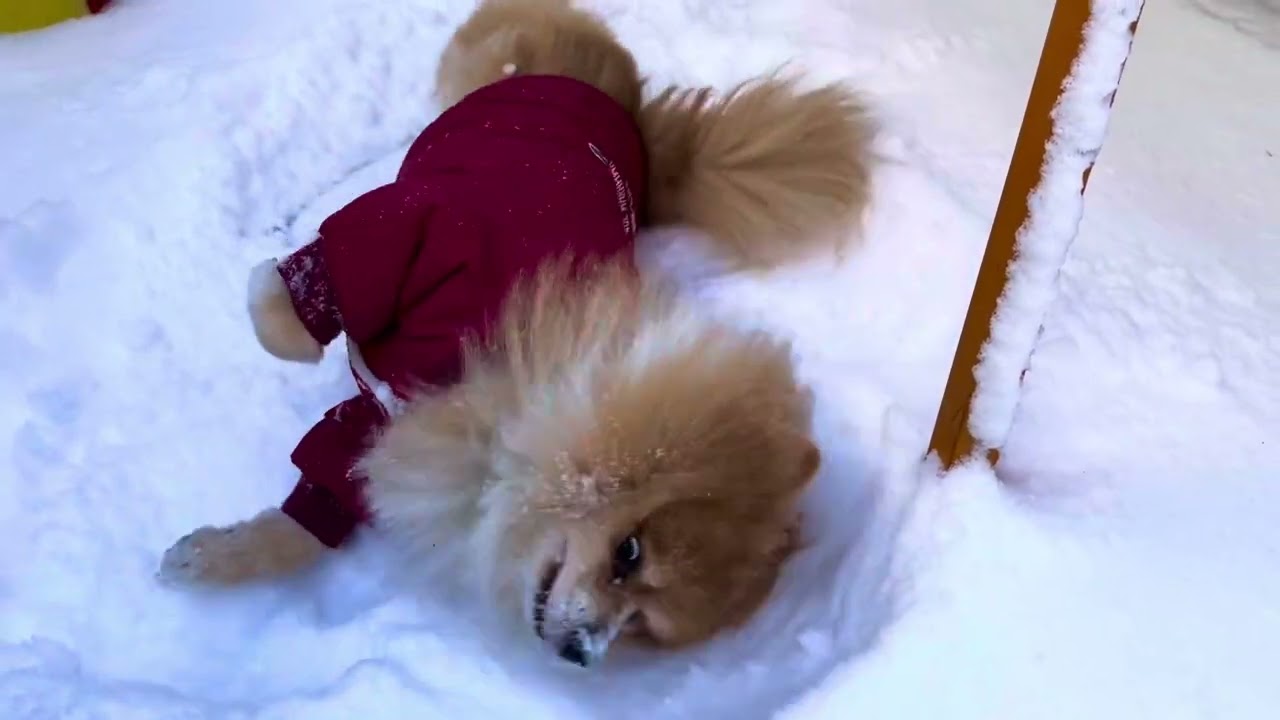 ￼Super love snow#playsnow #pomskydog #pomskylove #pomskylife #pets #pomskypuppy #happy #玩雪 #开心快乐