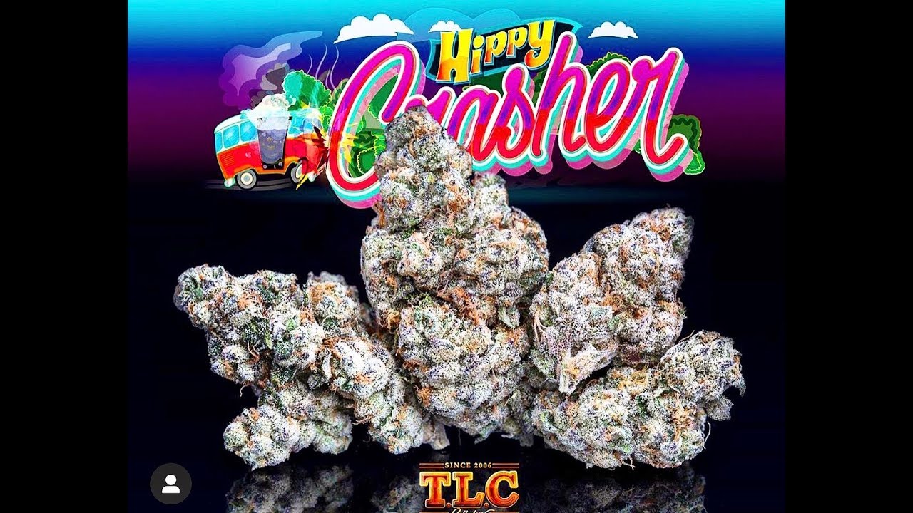 Jungle Boys HIPPIE CRASHER🚌💨 new strain review(25%THC)
