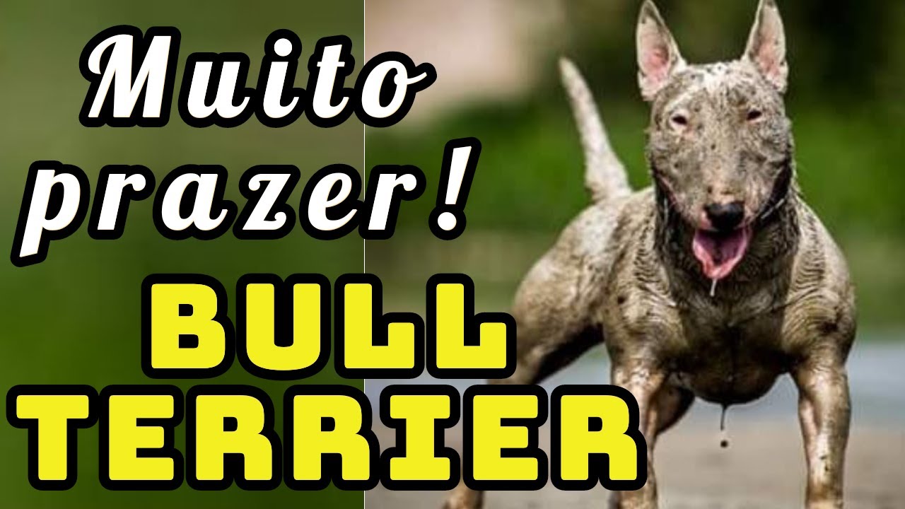 Bull Terrier, conheça um pouco dessa raça #bullterrier #cachorros #caes