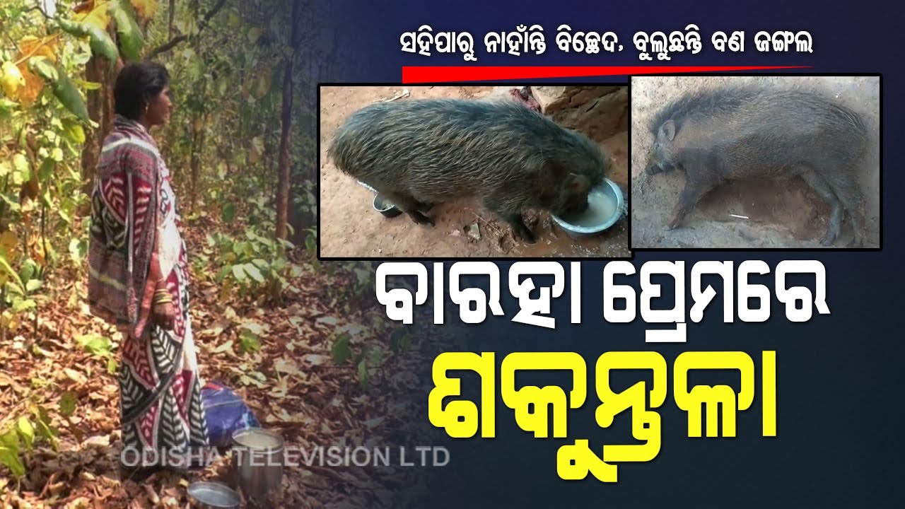 Special Story | Keonjhar Family's Love For A Wild Animal