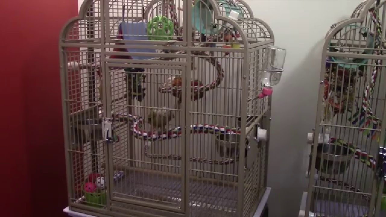 Part 2: Pixel's Cage tour and Play stands