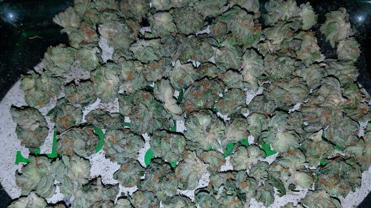 STRAWBERRY BANANA SHEBERT STRAIN !!!!!!!!!!!!