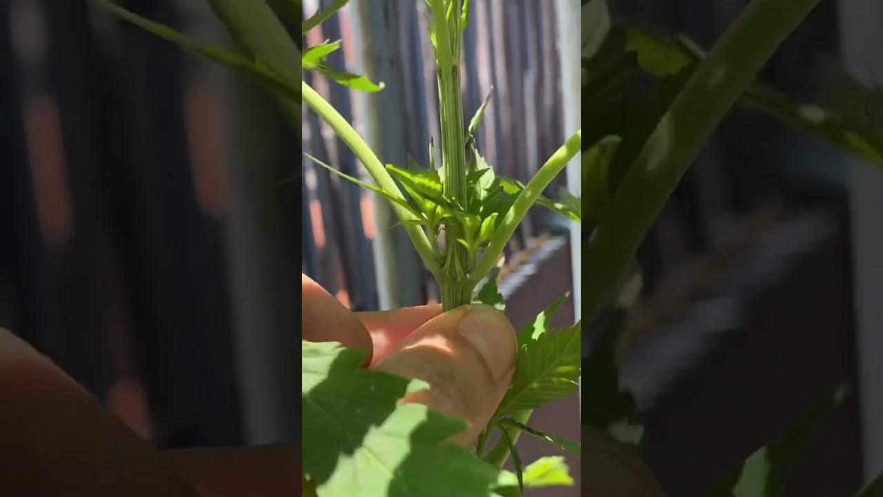 C&oacute;mo saber cu&aacute;ndo mi planta est&aacute; cerca de mostrar su sexo