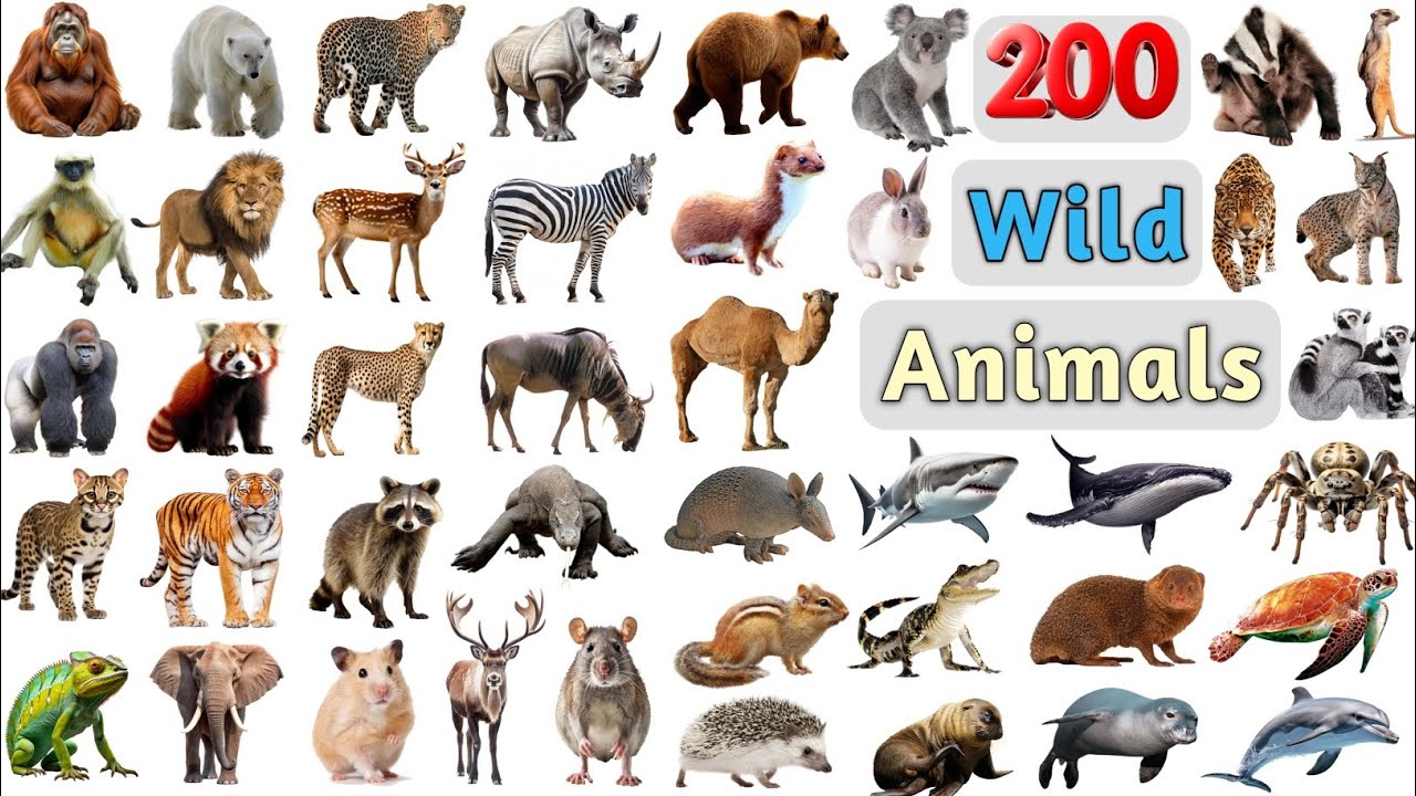 Wild Animals Vocabulary ll 200 Wild Animals Name in English with pictures ll All Animals Name