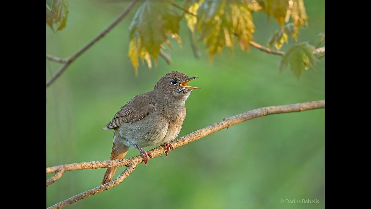 Lakštingala (Luscinia luscinia)