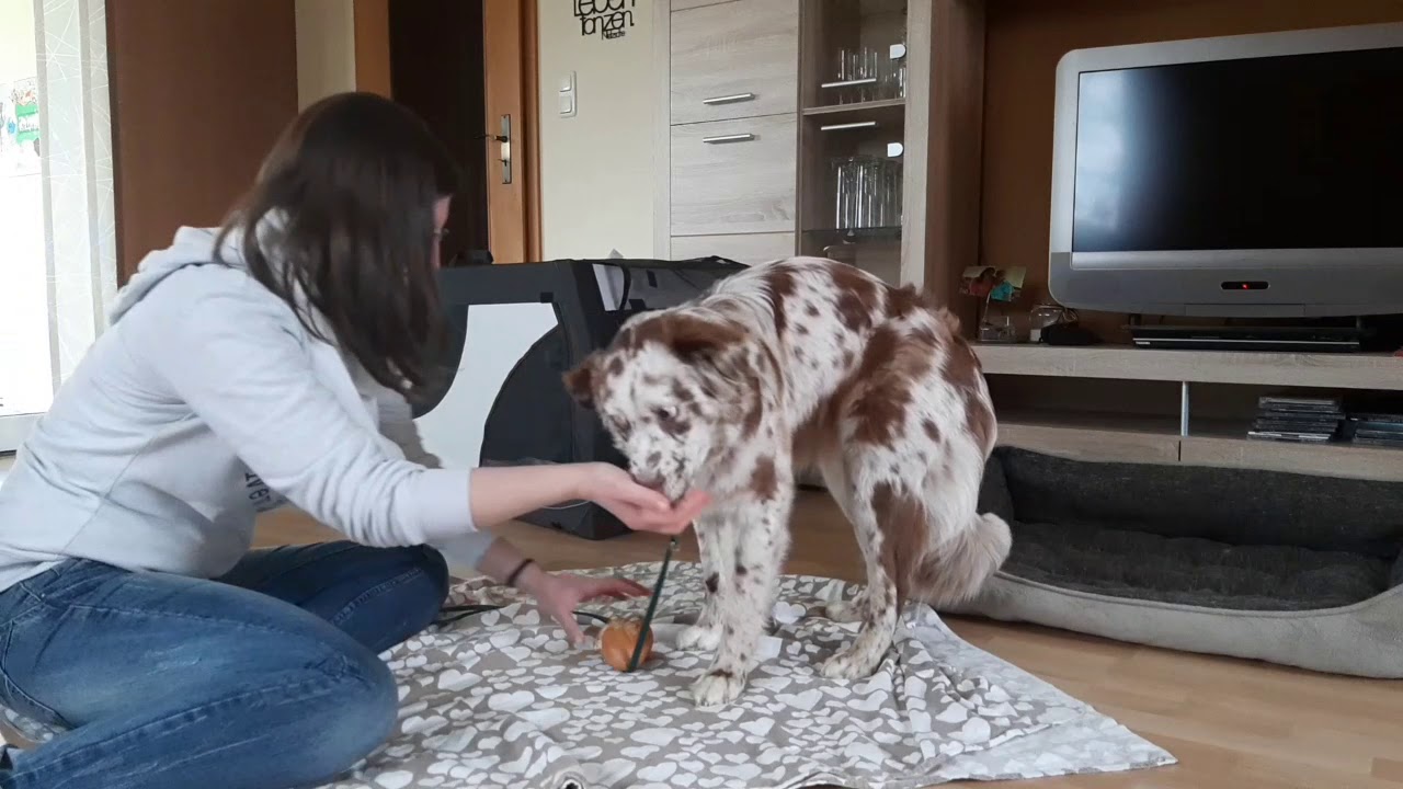 Hundetraining: Hund lernt Signal Aus | Hund Aus beibringen | Hund lernt, Fressbares auszugeben