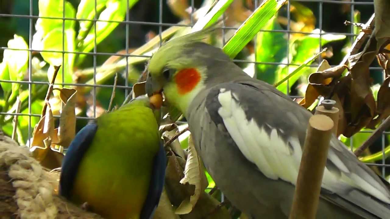Cockatiel feeding Turquoisine Grass Parrot @ Pheasantasiam (Large Aviary)