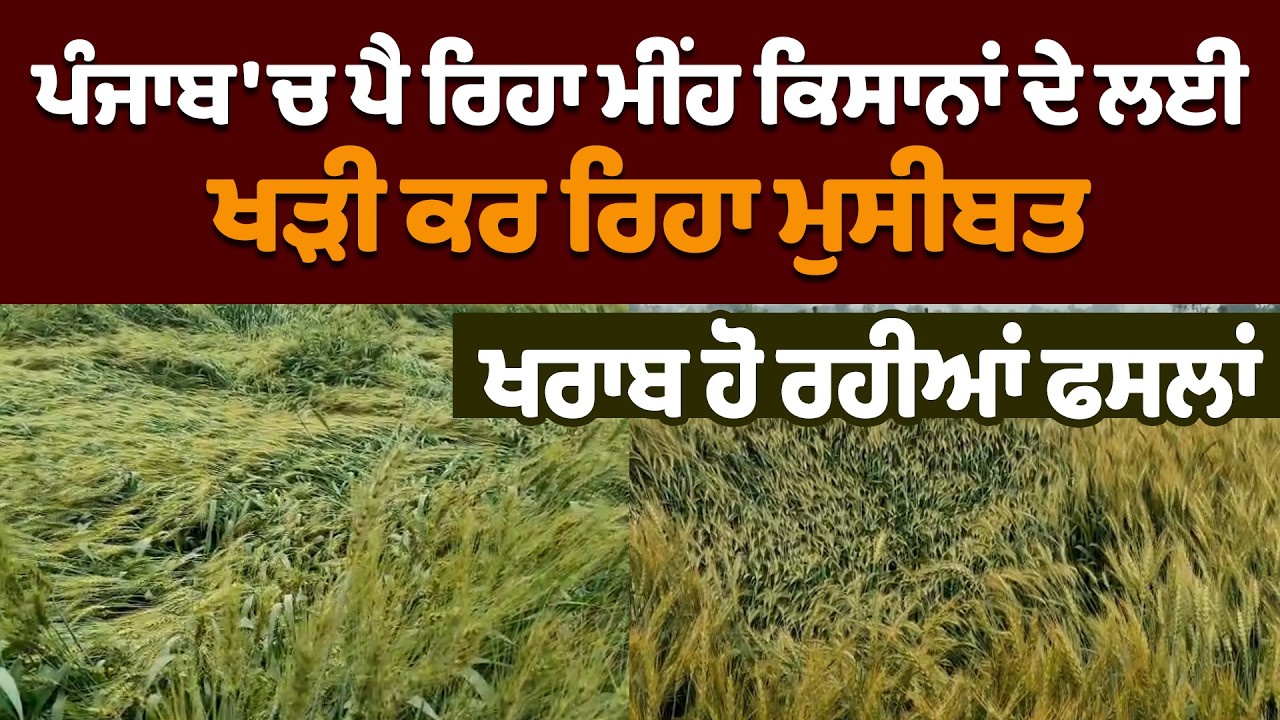 ਪੰਜਾਬ 'ਚ ਪੈ ਰਿਹਾ ਮੀਂਹ ਕਿਸਾਨਾਂ ਦੇ ਲਈ ਖੜੀ ਕਰ ਰਿਹਾ ਮੁਸੀਬਤ, ਖਰਾਬ ਹੋ ਰਹੀਆਂ ਫਸਲਾਂ