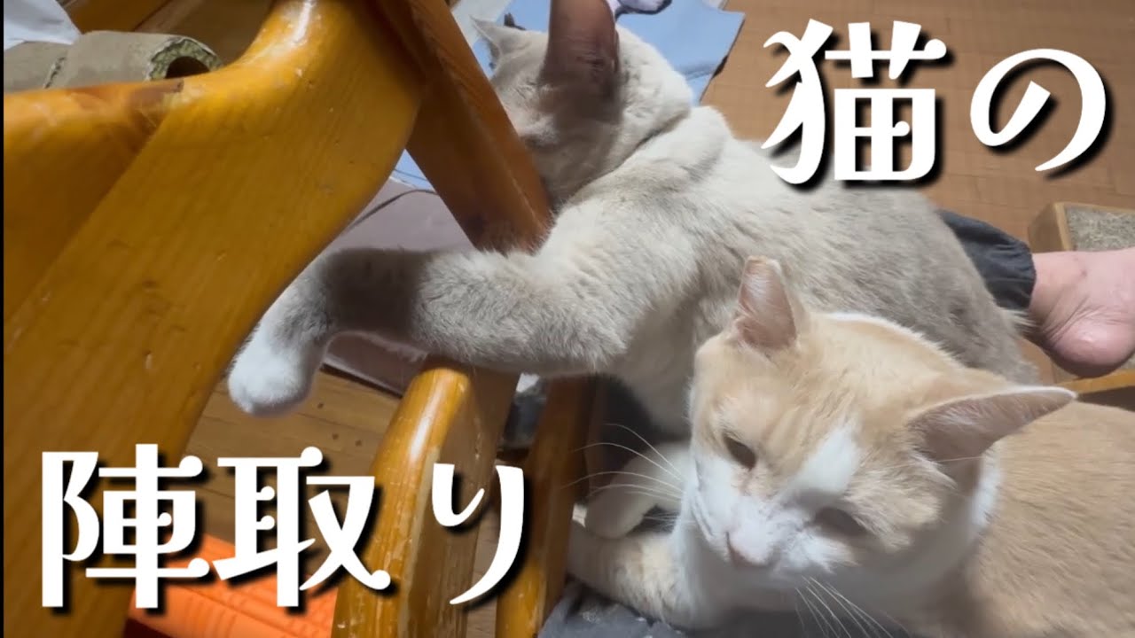 お母の膝の上を陣取る可愛い猫動画