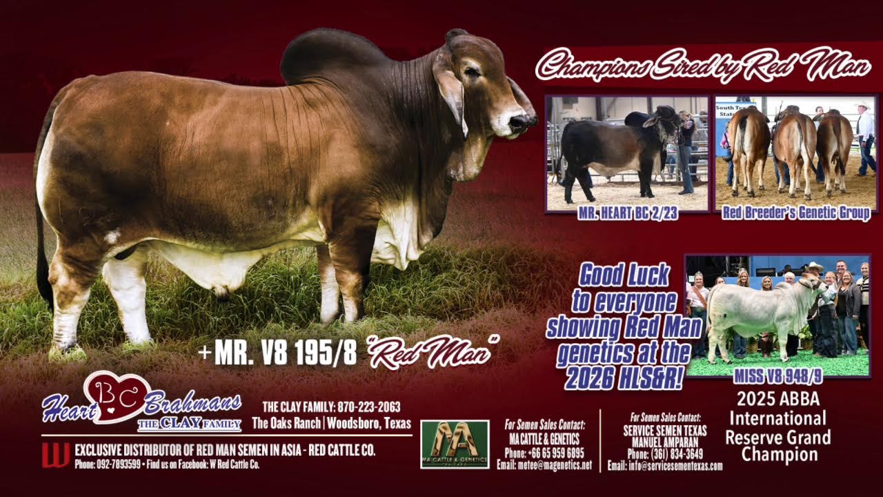 2026 Houston Livestock Show and Rodeo - International Brahman Female Show P2