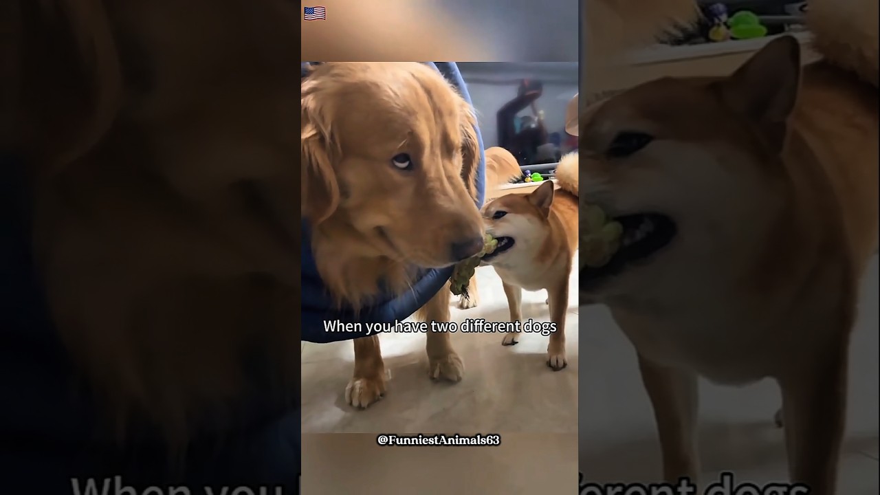 when you have two dramatic dogs funny 🤣 #dog #funny #shorts