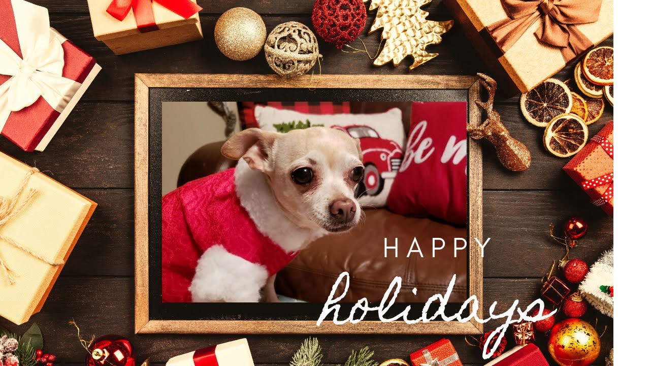 Chihuahua Christmas!!!