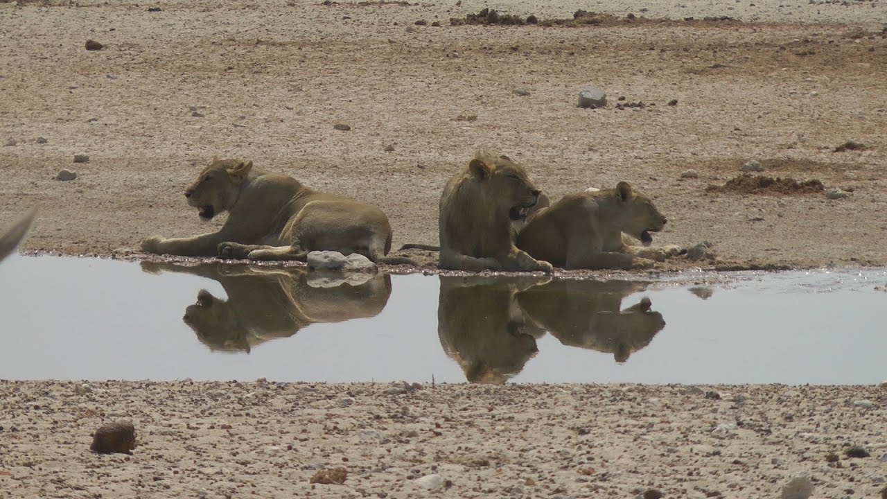 Namibia - Ein Reisebericht - Tag 10 - Etosha Nationalpark (West)