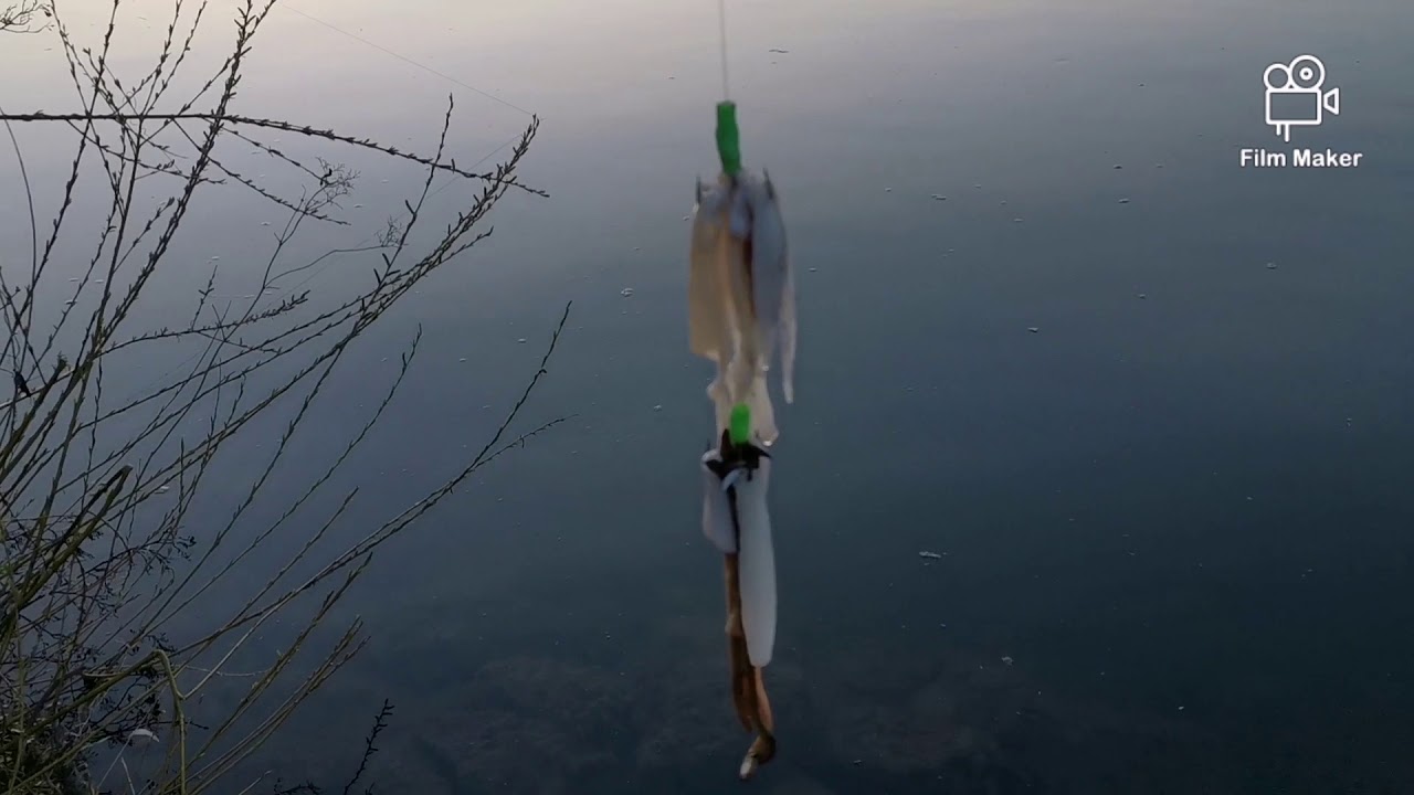 Wallerfischen an der Donau mit 