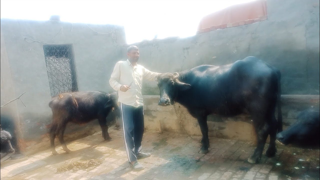 ✂️उठाईकैंची 🐂 की बोबी कटिंग और पूनजड की कटिंग