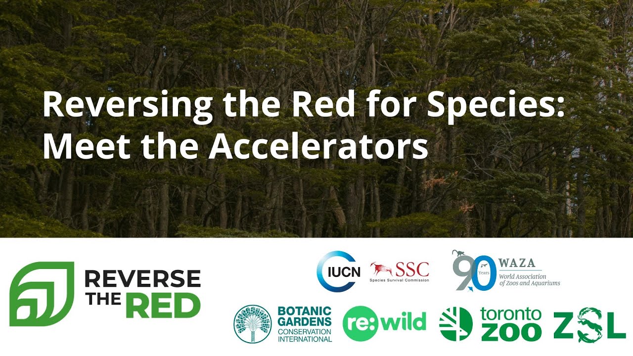 Reversing the Red for Species: Meet the Accelerators