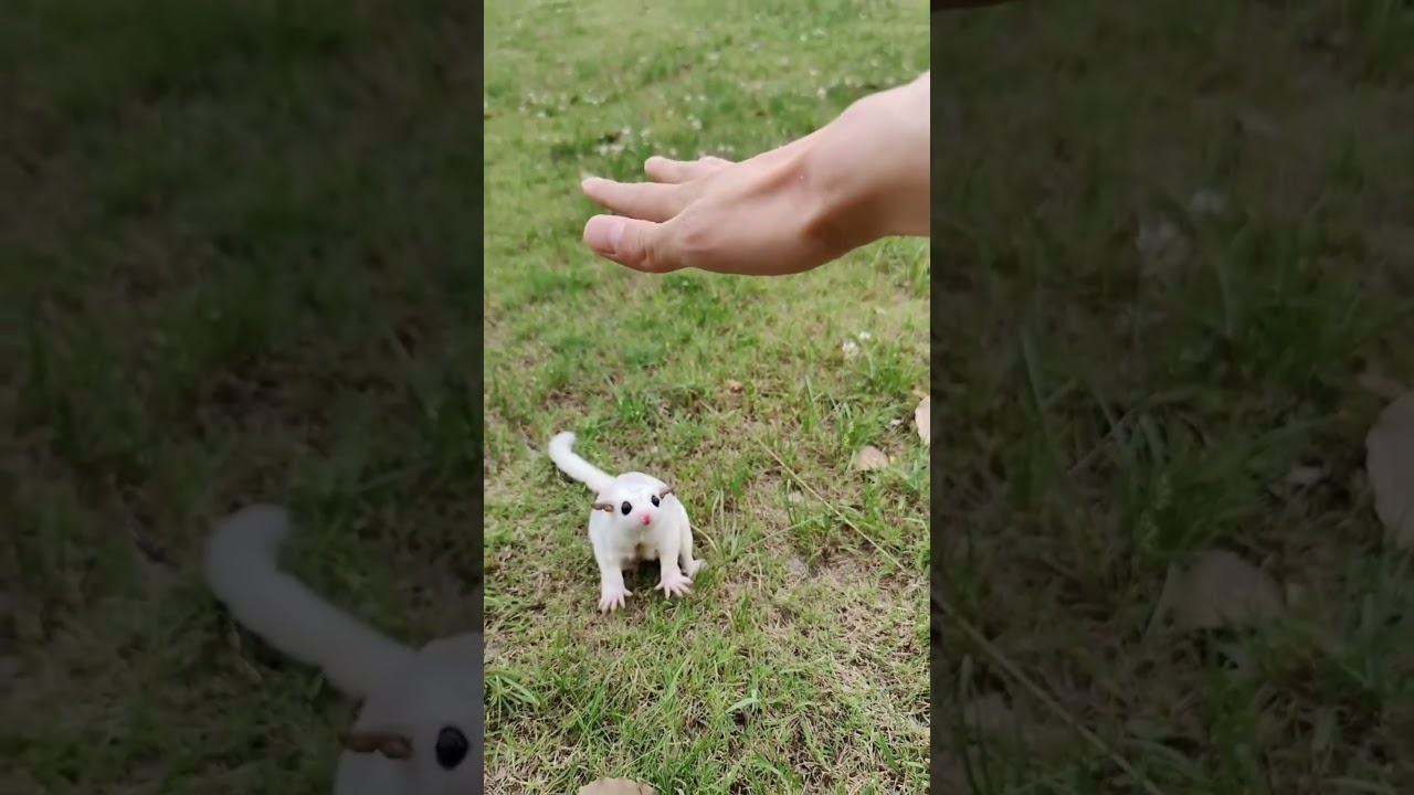 Sugar Glider