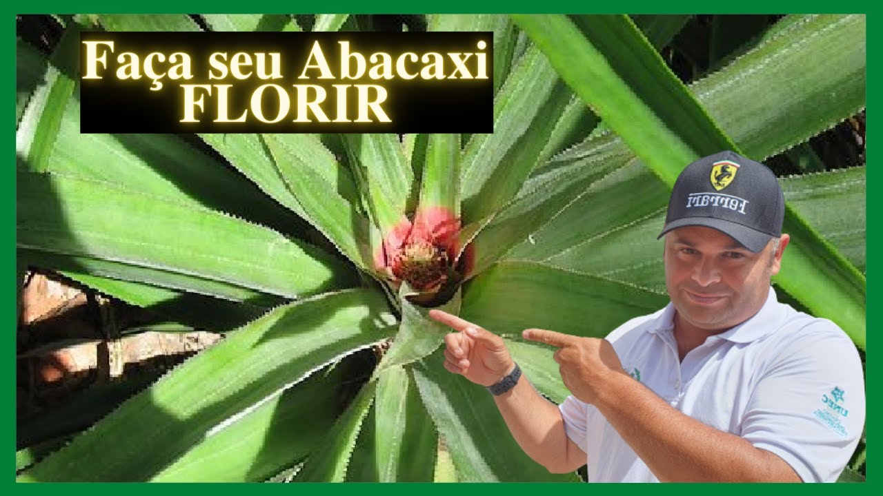 Como fazer seu pé de ABACAXI florir mais rápido!! Vai de 30 a 45 dias!! #abacaxi #frutificação