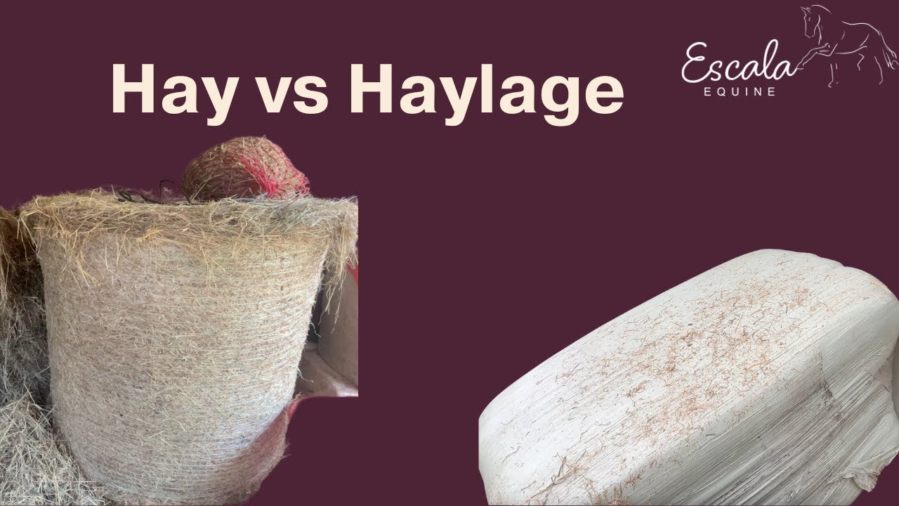 Hay or Haylage for Horses: Key Differences Every Owner Should Know