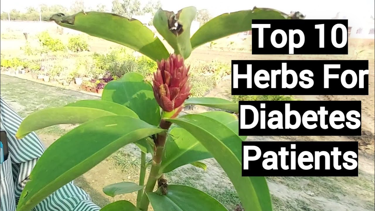 Top 10 Herbs For Diabetes Patients