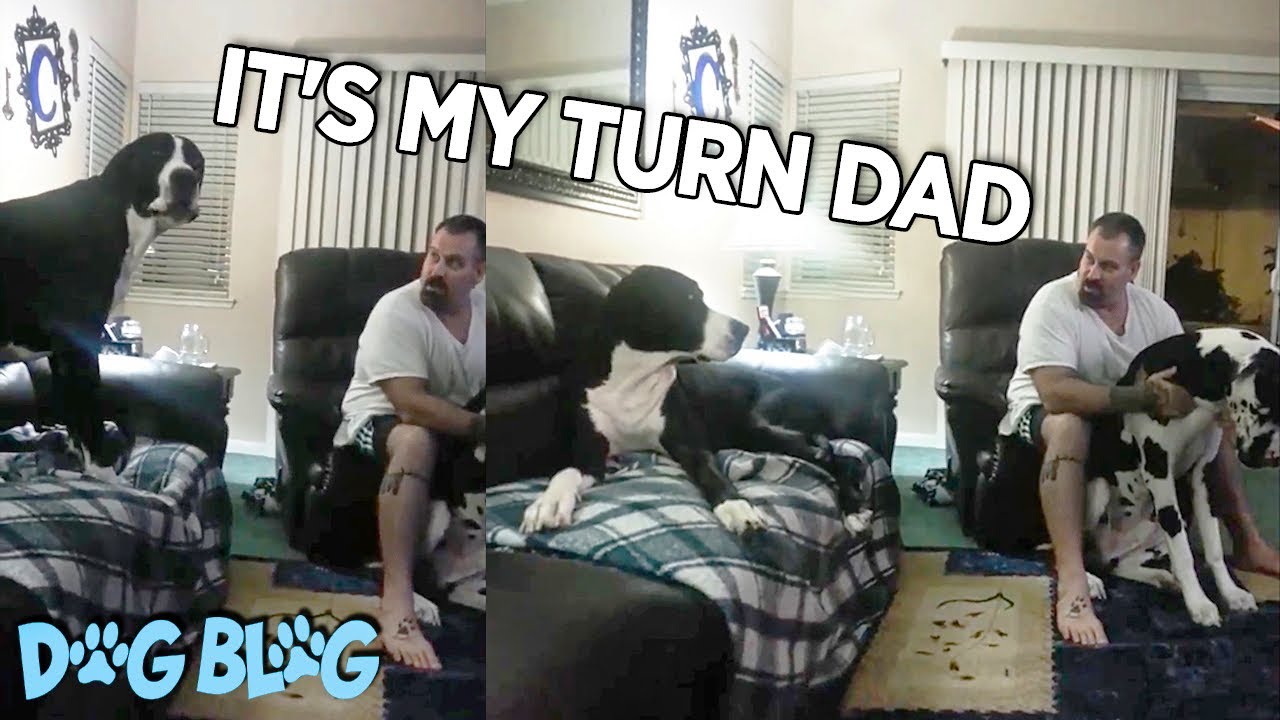 Jealous Great Dane Throws Tantrum When Brother Gets Pets From Dad