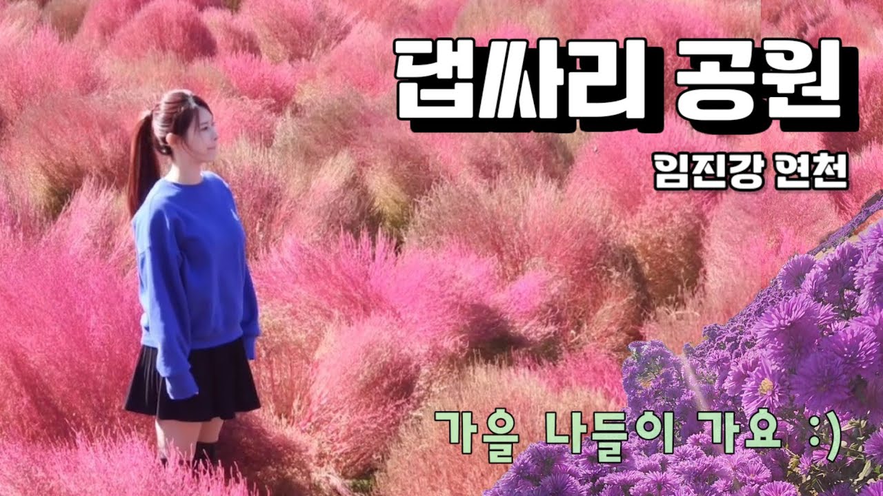 댑싸리공원 임진강 연천  - 수도권 가을 단풍놀이  🍁🩷