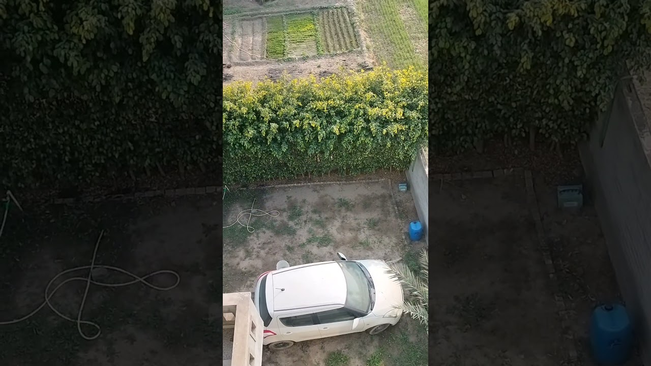 #farmar #farming#agriculture#strawberryfarming#pau#kvksangrur#hau#icra#pussdelhi#