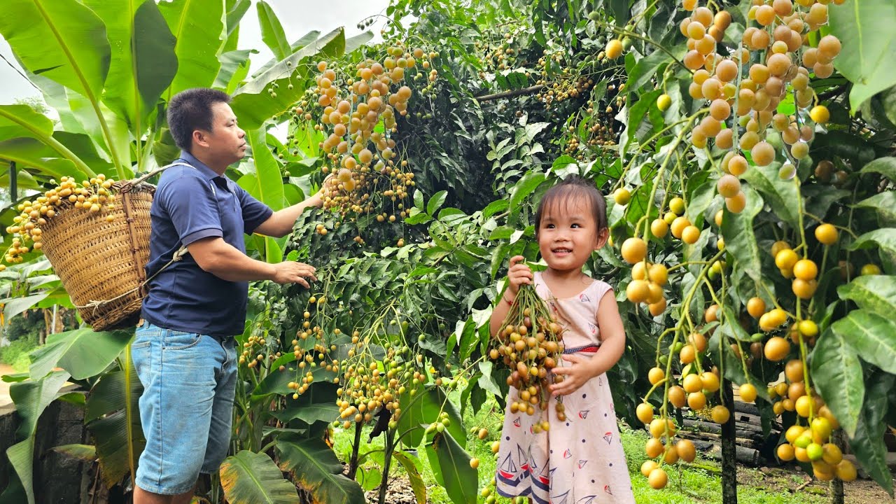 Harvesting kumquats goes to the market sell - Taking care of pigs, chickens and geese.