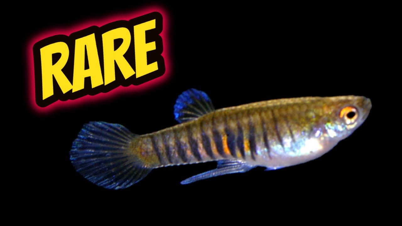 YOU HAVEN’T SEEN THESE! Rare Livebearer Fish Room Tour