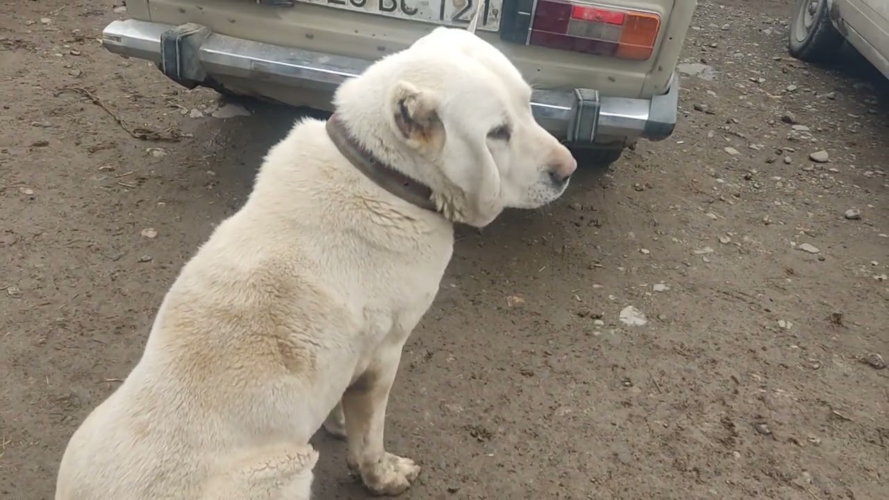 Gəncə it bazarl 24.03.2024.050.571.71.57