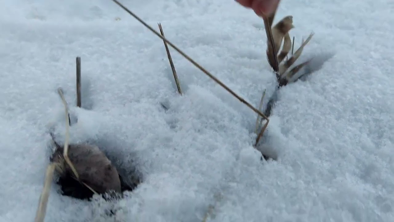 ЦЕ БУЛО НЕОЧІКУВАННО І НАВІТЬ ТРІШКИ ЛЯЧНО...ВЖЕ ЗОВСІМ СКОРО БУДЕ ВЕСНА...
