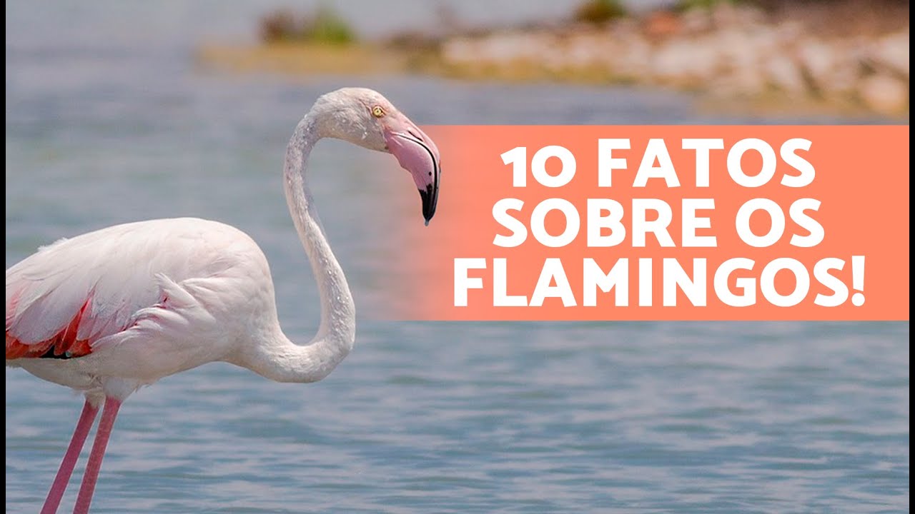 10 CURIOSIDADES sobre os FLAMINGOS que vão te surpreender 🦩😯