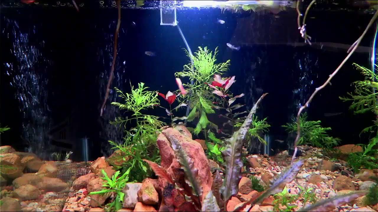 MSGR Library Aquarium Livestream!
