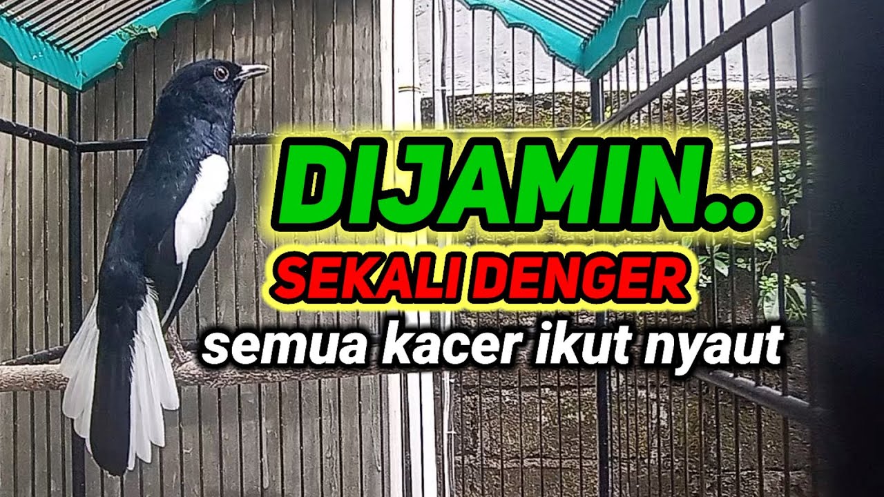 terapi pagi  dijamin ampuh bikin kacer bahan cepat bunyi dan gacor bikin nyaut semua jenis kacer