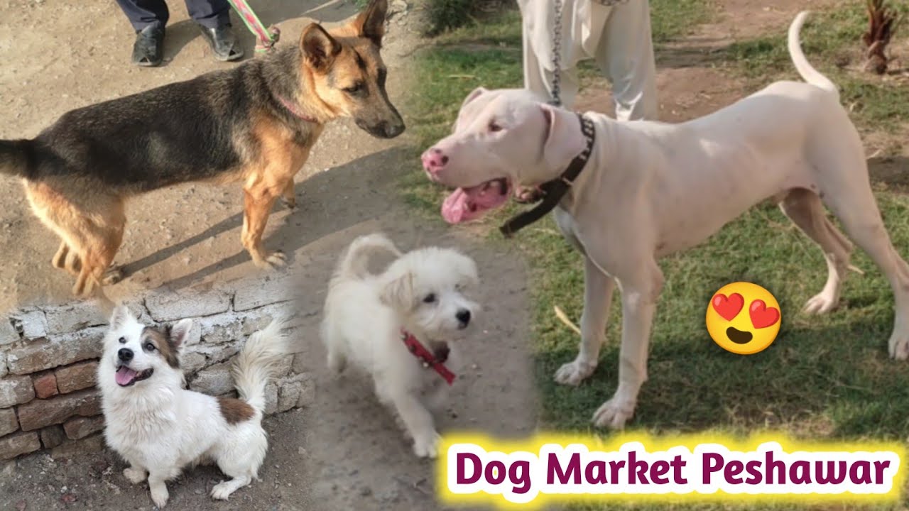 Dogs 🐕 Market Peshawar | پشاور کی سب سے پرانی ڈوگ منڈی | Germen Shepherd Dogs In Peshawar | Izhar