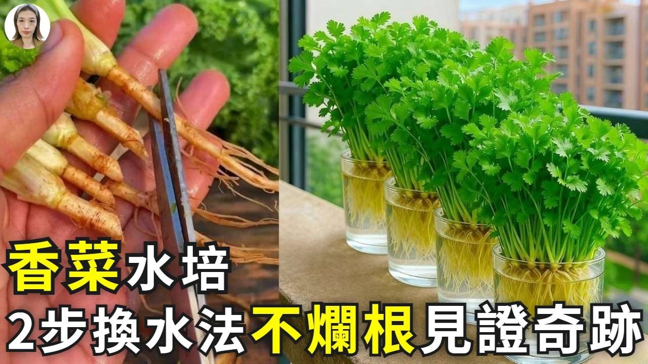 水培香菜易爛根？1勺陳水有魔法，根葉都爆長失控|花花世界