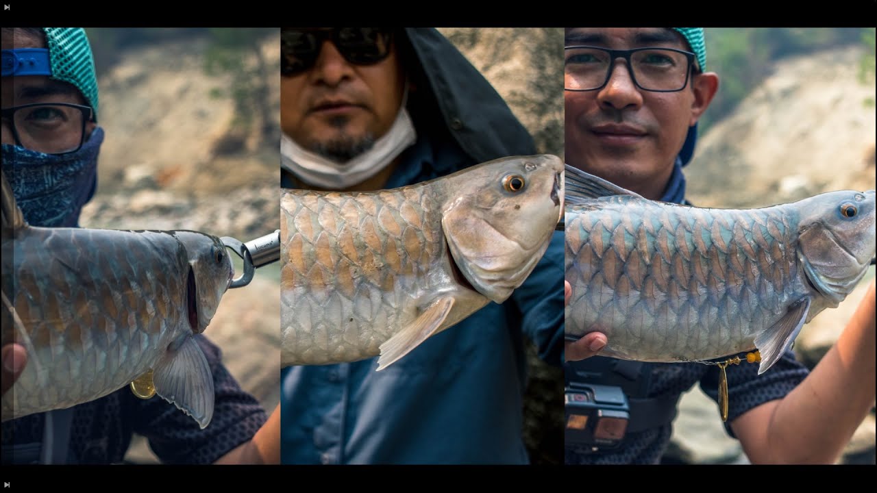 Cooking and fishing by the river. Landed some decent Copper Mahseers. Fishing in teesta river sikkim