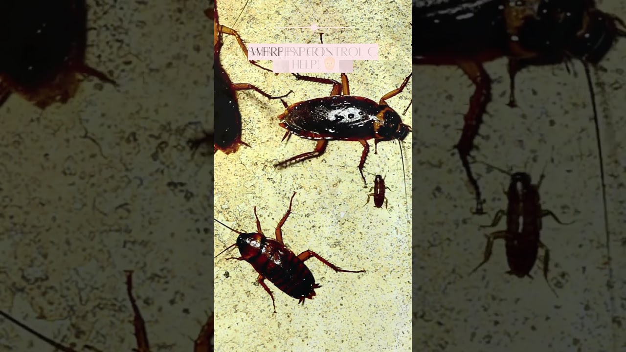 Pest Control - Dealing with pests? Get rid of them!  #pestmanagement #potchefstroom #pestcontrol