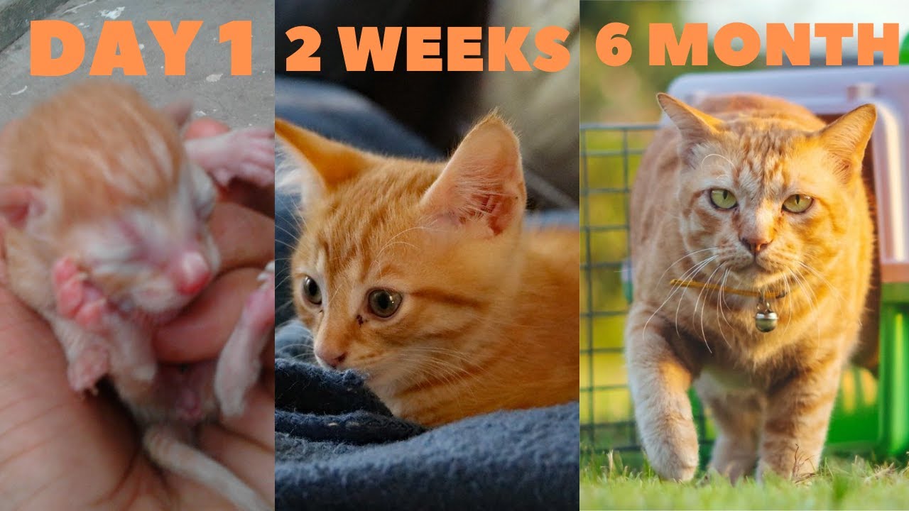Kitten Growth Chart | Kitten Developmental Stages | Newborn Kitten to Adult Cat